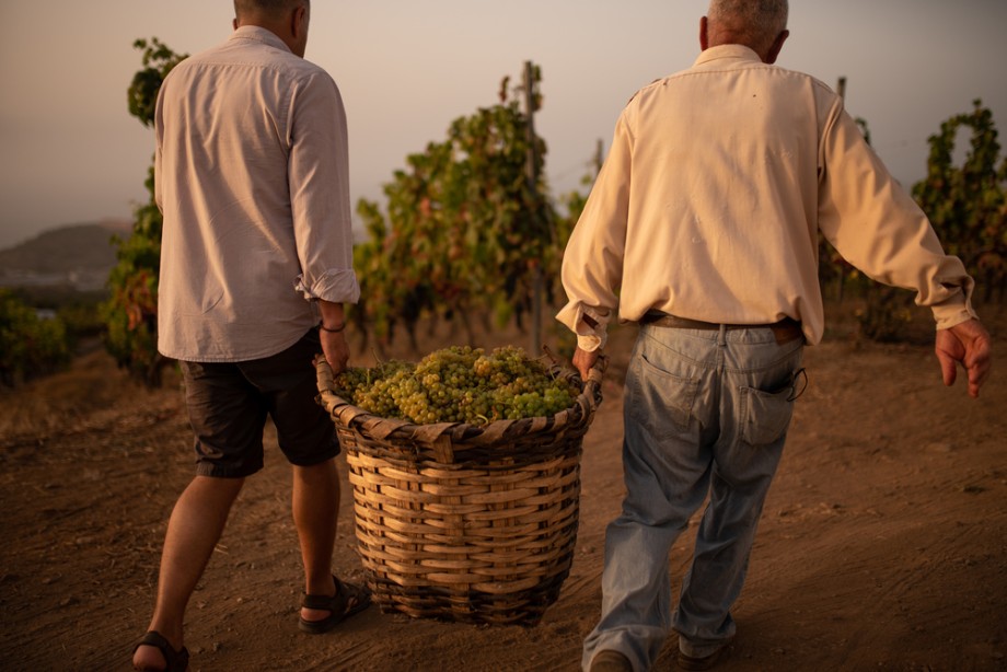 La DOP Islas Canarias – Canary Wine se refuerza gracias a su crecimiento continuado